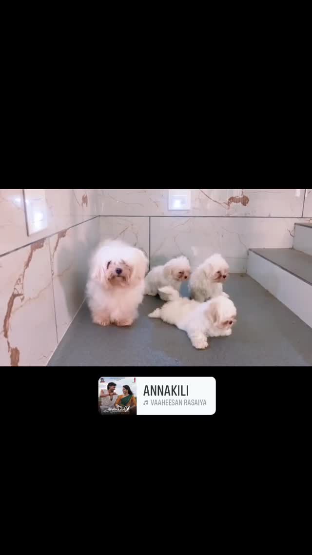 Maltese Puppy | White, farm video