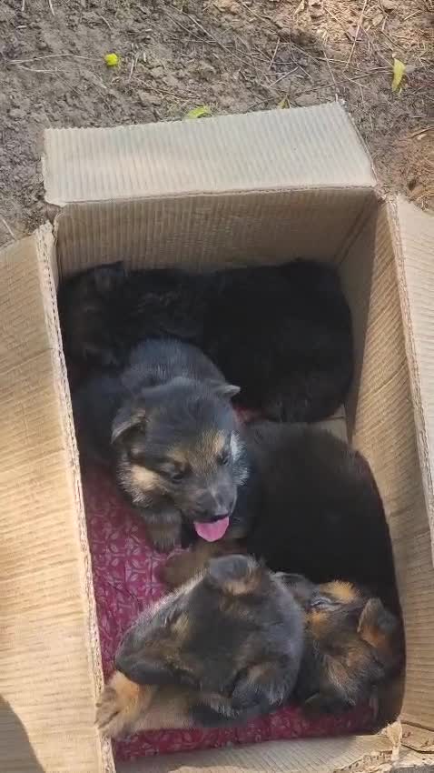 German Shepherd Puppy, farm video