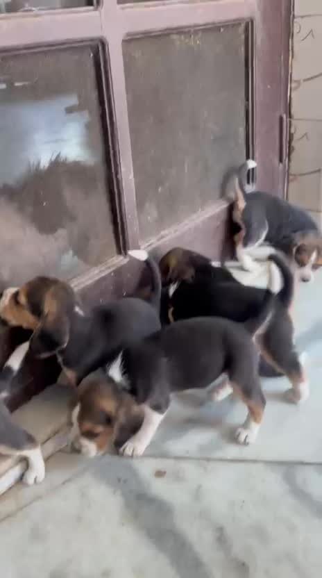 Beagle | Lemon & White | Puppy, farm video