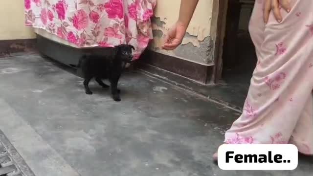 Pomeranian Puppy | Black Color, farm video
