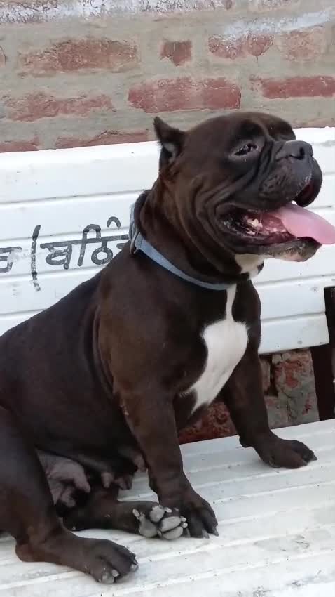 American Bully Pocket Size Puppy, farm video