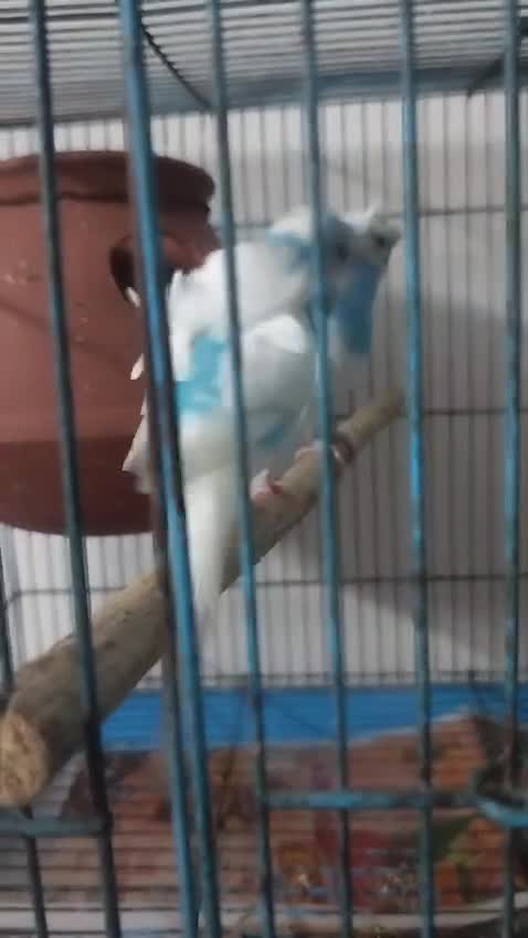 Homer Pigeon, farm video