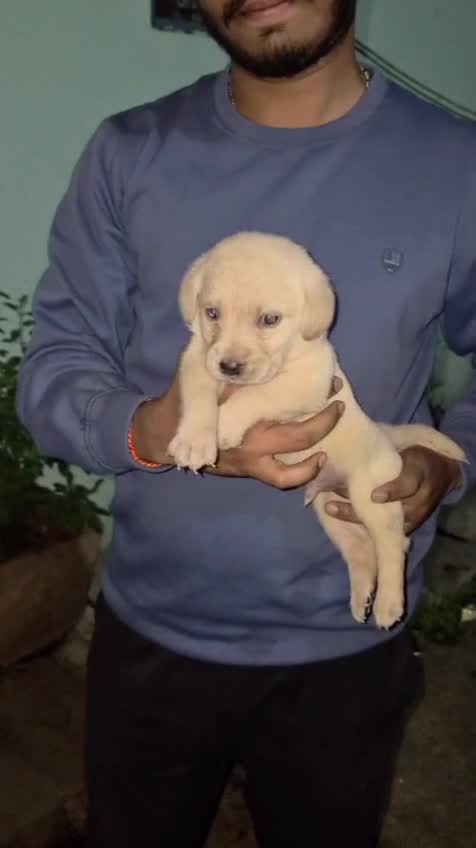 Beagle Black & Tan Puppy, farm video
