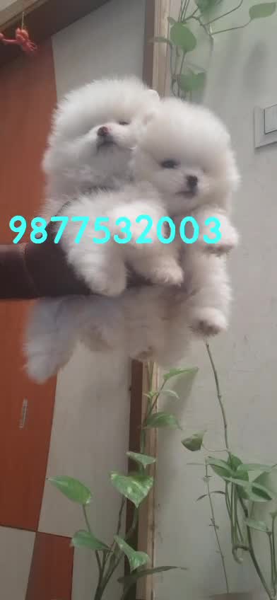 Toy Poodle Puppy, farm video
