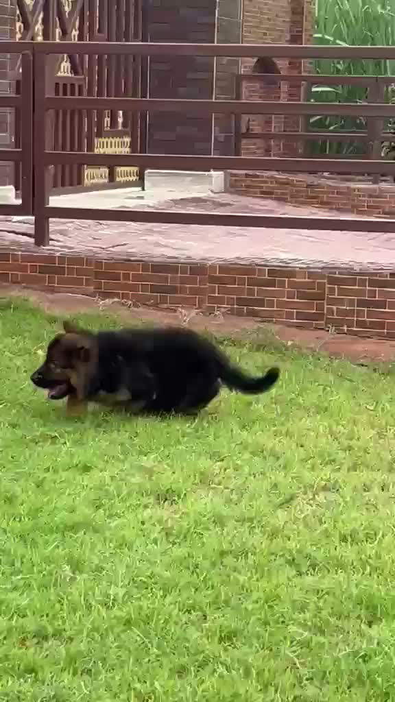 German Shepherd Puppy, farm video