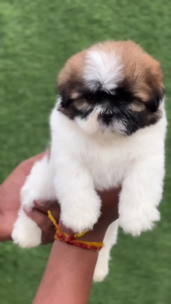 Shih Tzu | Black Color, farm video