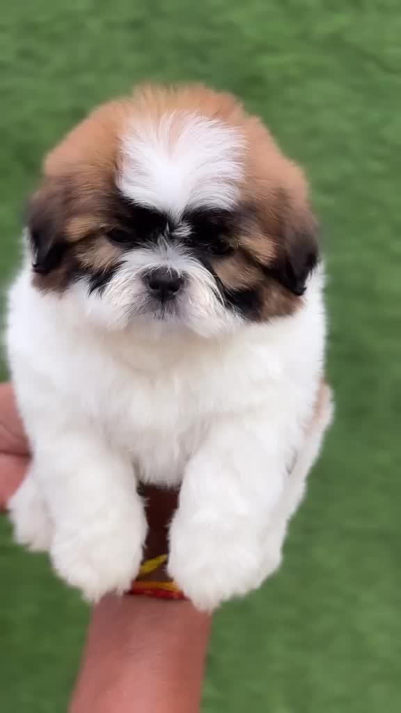 Shih Tzu | Black Color, farm video