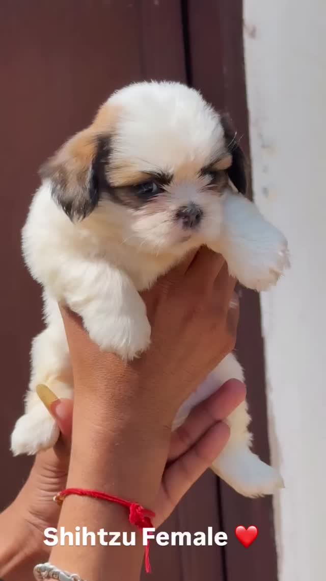 Shih Tzu Puppy Brown & White, farm video