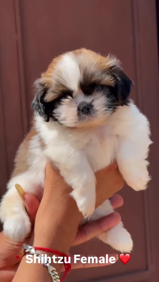 Shih Tzu Puppy Brown & White, farm video