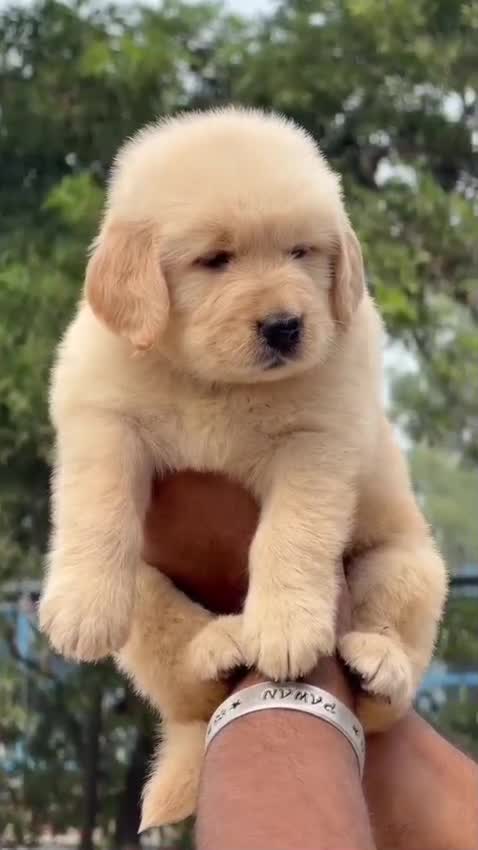 Golden Retriever, farm video