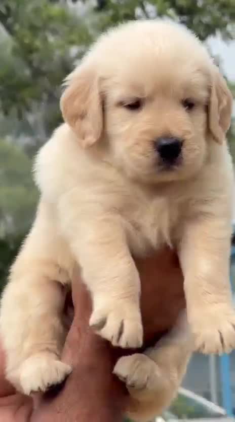 Golden Retriever, farm video
