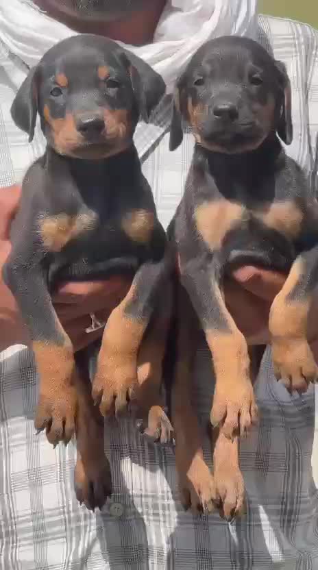 Doberman Pinscher Puppy, farm video