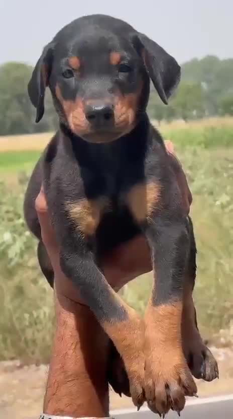 Doberman Pinscher Puppy, farm video