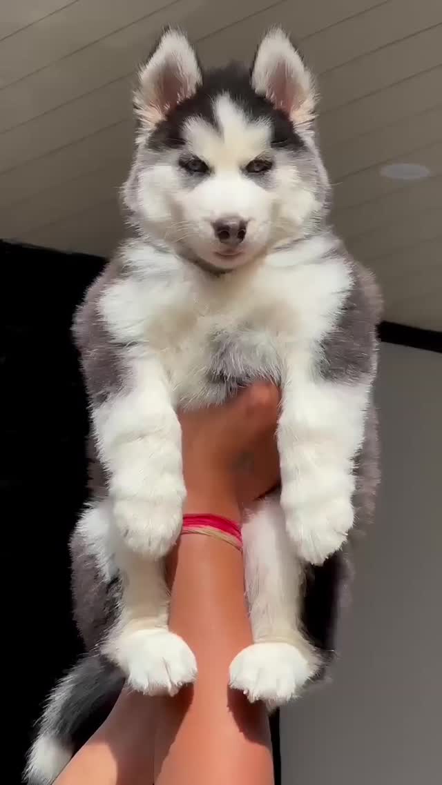Siberian Husky Puppy | Copper & White Color, farm video
