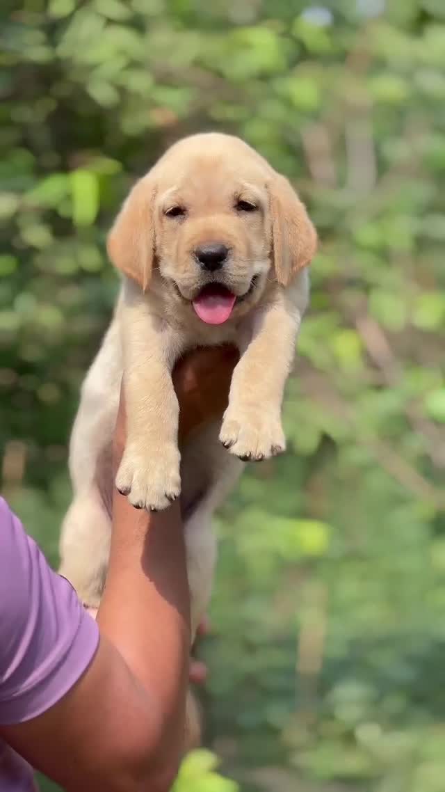 Beagle Black & Tan Puppy, farm video