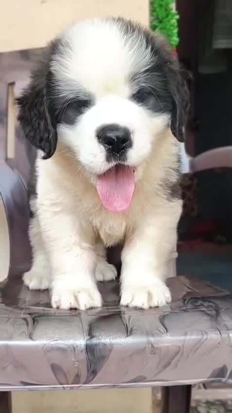 Saint Bernard Puppy, farm video