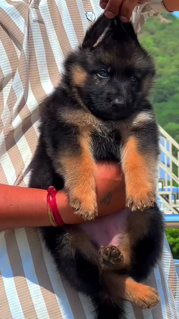 German Shepherd Puppy, farm video