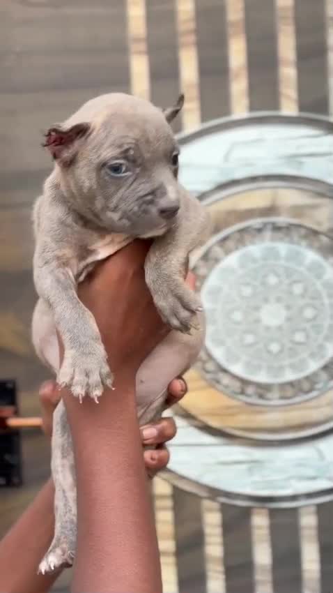 American Bully Pocket Size Puppy, farm video