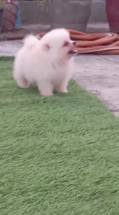 Orignal Toy Pom Puppy | Teacup Pom, farm video