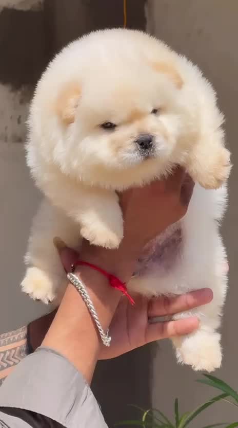 Chow Chow Puppy | Cream Color, farm video