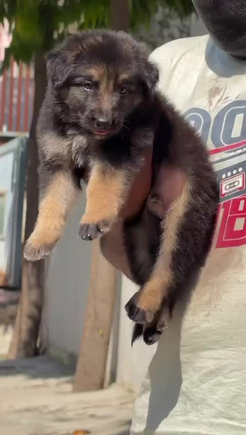 German Shepherd Puppy, farm video