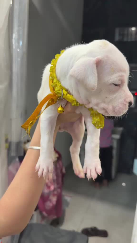 Dogo Argentino Puppy, farm video