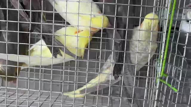 Cockatiel, farm video