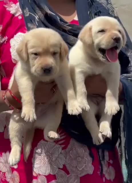 Beagle Black & Tan Puppy, farm video