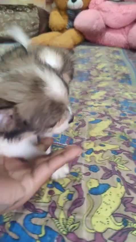 Chihuahua Puppy, farm video