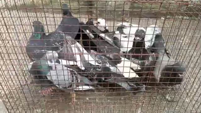 Homer Pigeon, farm video