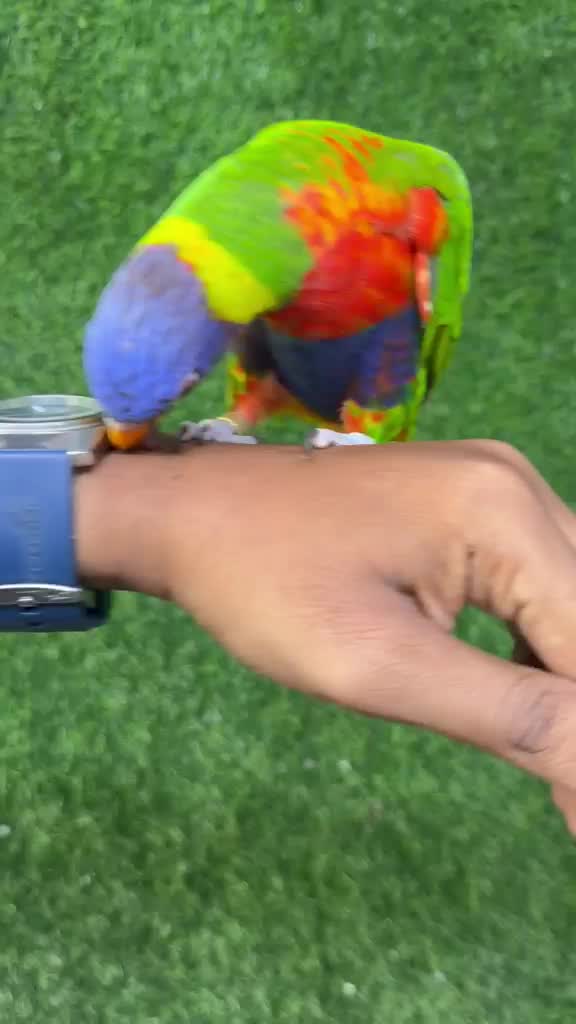 Chattering Lorikeet, farm video