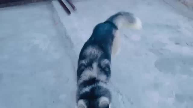 Siberian Husky Puppy | Black & White Color, farm video