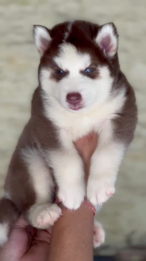 Siberian Husky Puppy | Black & White Color, farm video