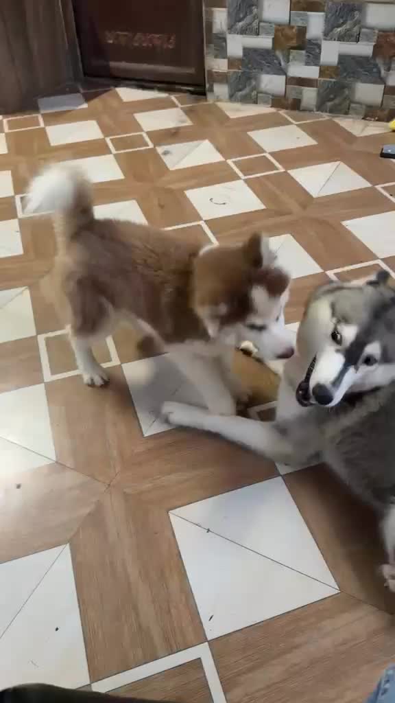 Siberian Husky Puppy | Copper & White Color, farm video