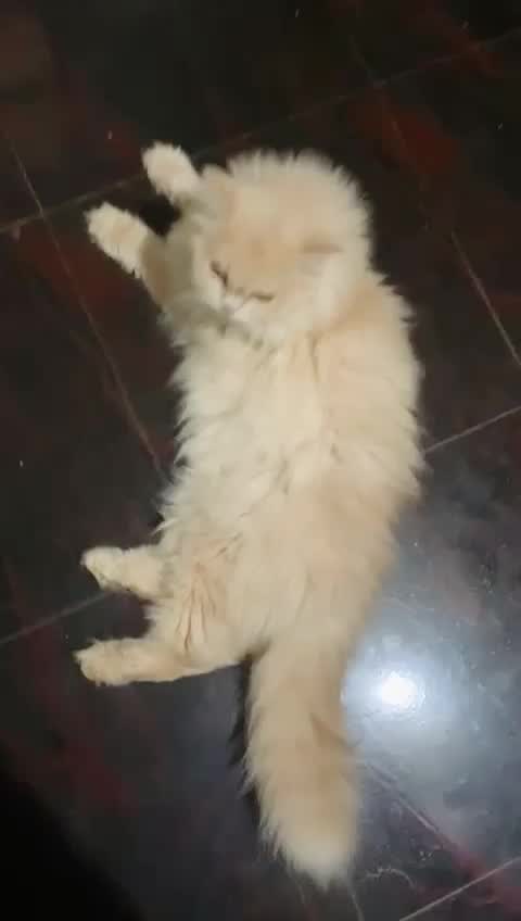 Persian Kitten (Punch Face), farm video