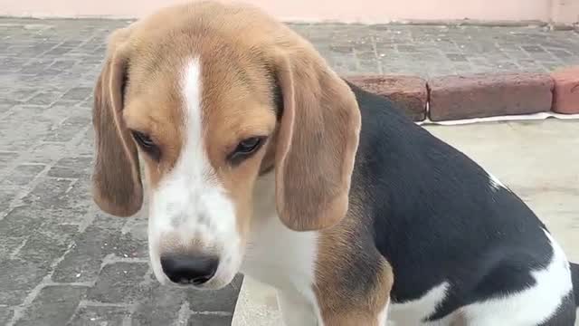 Beagle Black & Tan Puppy, farm video