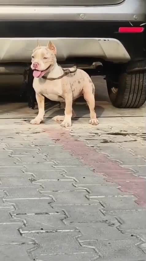 American Bully Pocket Size Puppy, farm video