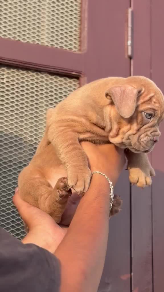 American Bull Dog | Pocket Size, farm video