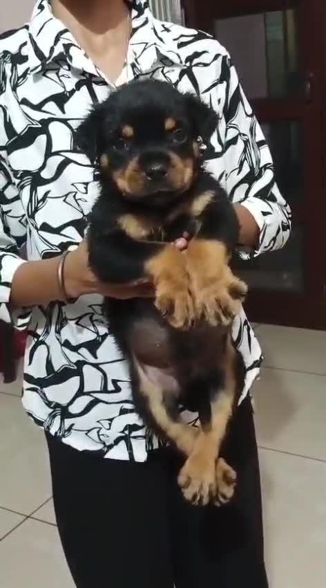 Rottweiler Puppy, farm video