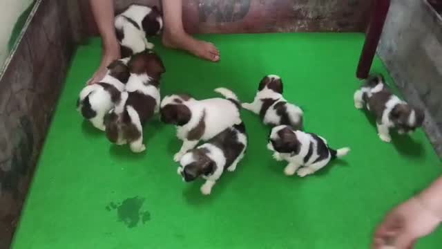 Shih Tzu | Black & White Color, farm video