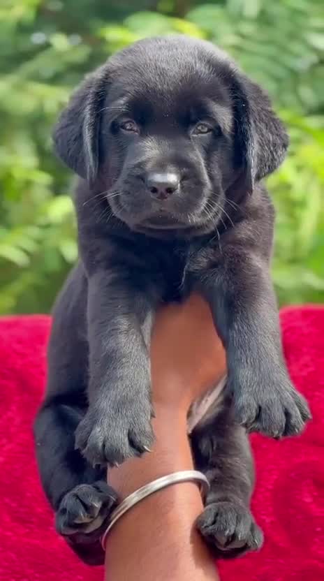 Beagle Black & Tan Puppy, farm video