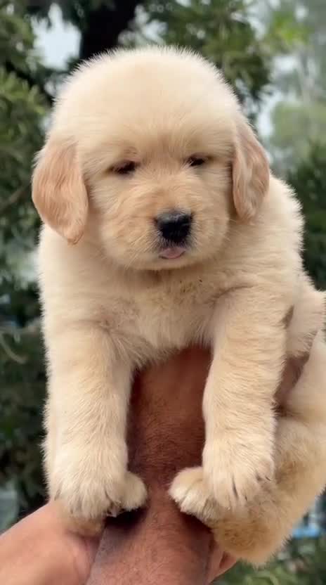Golden Retriever, farm video