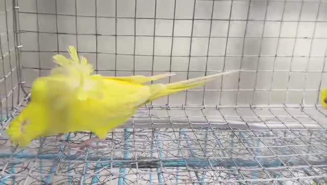 Homer Pigeon, farm video