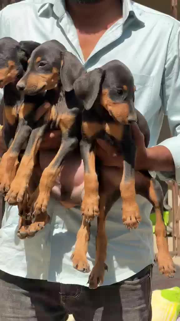 Doberman Pinscher Puppy, farm video
