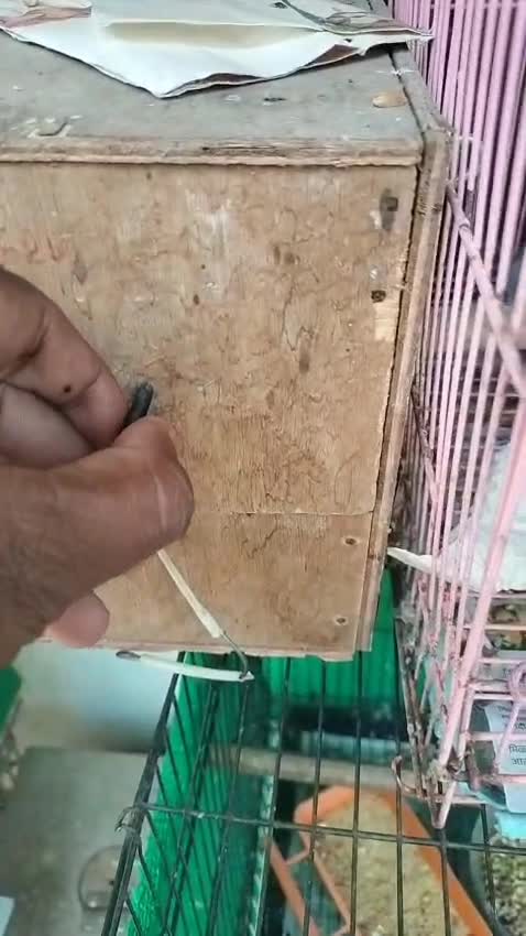 Rottweiler Puppy, farm video