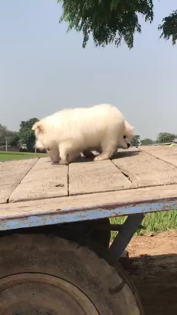 Samoyed Puppy | White, farm video