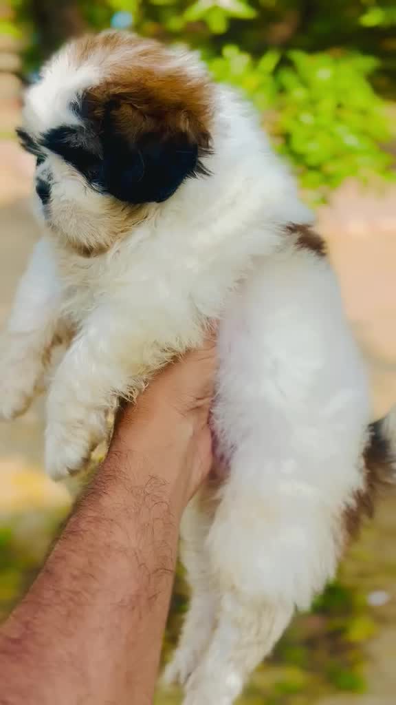 Shih Tzu | Black Color, farm video