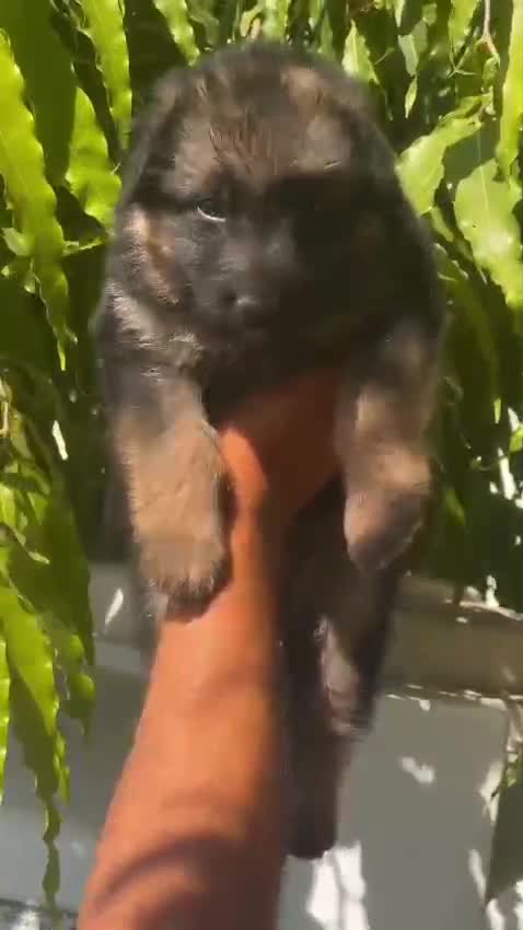 German Shepherd Puppy, farm video