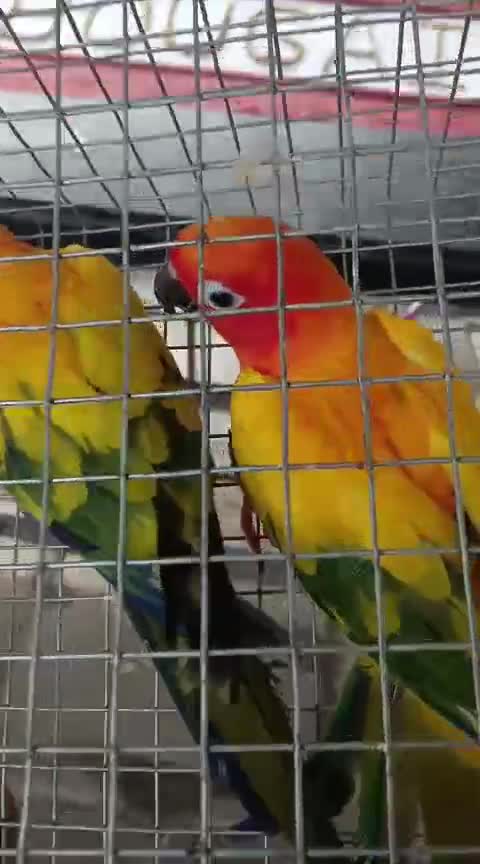 Sun Conure, farm video