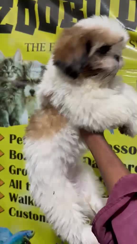 Shih Tzu | Tri Color Puppy, farm video